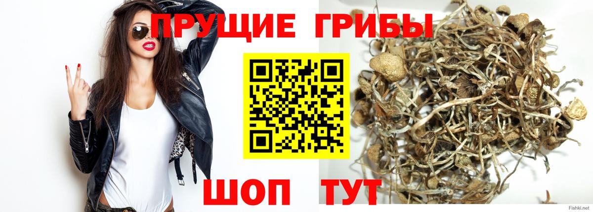 Галлюциногенные грибы мицелий  Вход с VPN  закладки  Галлюциногенные грибы Cubensis  Саяногорск 